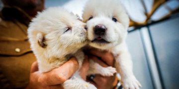Spesies Serigala Dire Wolf yang Punah Kini Dihidupkan Kembali