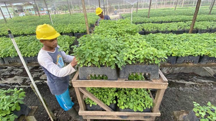 PT Paiton Energy Tanam 2.500 Bibit Gamal Demi Masa Depan