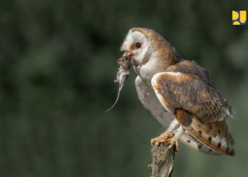 Menteri PU Serahkan Burung Hantu kepada Petani