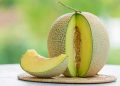 Bumdes Banjarsari Gresik Budidaya Melon dengan Sistem Hidroponik