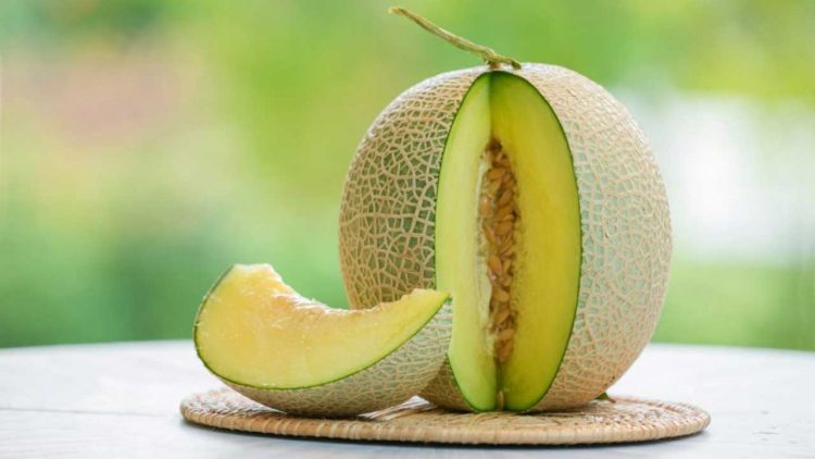 Bumdes Banjarsari Gresik Budidaya Melon dengan Sistem Hidroponik
