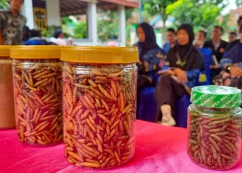 Bukit Asam Dorong Transformasi Desa Tanjung Agung dengan Budidaya Maggot