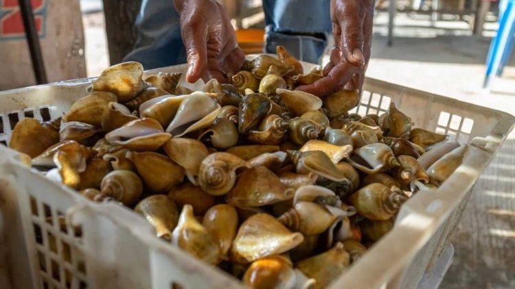 Kenali Gurihnya Gonggong, Seafood Khas Kepulauan Riau