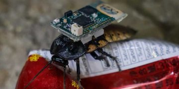 Kecoa Cyborg dari Singapura Bantu Cari Korban Gempa Myanmar
