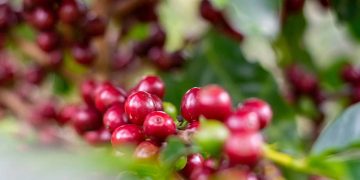 Komoditi Biji Kopi Gayo Akan Segera Bisa Dilacak dengan Sistem Digital