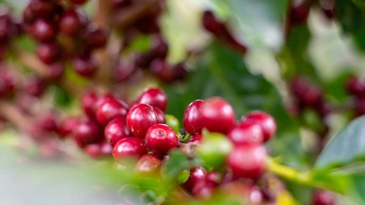 Komoditi Biji Kopi Gayo Akan Segera Bisa Dilacak dengan Sistem Digital