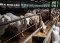 Ribuan Sapi Impor Australia Digemukkan 2 Bulan Untuk Naikkan Protein