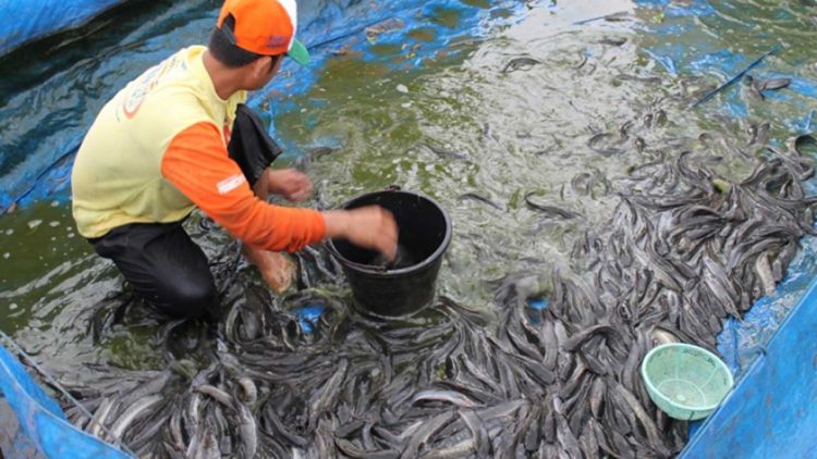 UMG Gelar Pelatihan Budidaya Lele untuk Warga Binaan Rutan Gresik
