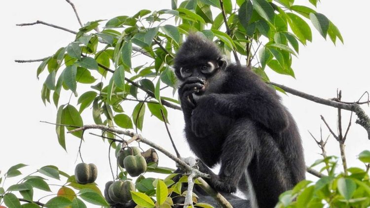 PHR Turut Dukung Konservasi Lutung Kokah di Wilayah Operasinya
