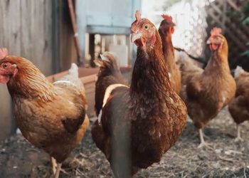 Animal Friends Jogja Bahas Metode Bebas Sangkar Bagi Ayam Petelur di Blitar