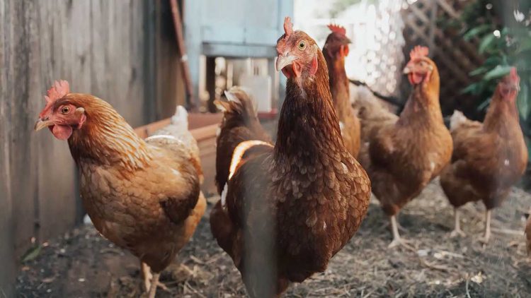 Animal Friends Jogja Bahas Metode Bebas Sangkar Bagi Ayam Petelur di Blitar