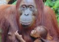 Bayi Orangutan Jantan Lahir di Konservasi Kasang Kulim di Kampar