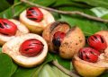 Pala Papua Mulai Diburu Industri Parfum Dunia