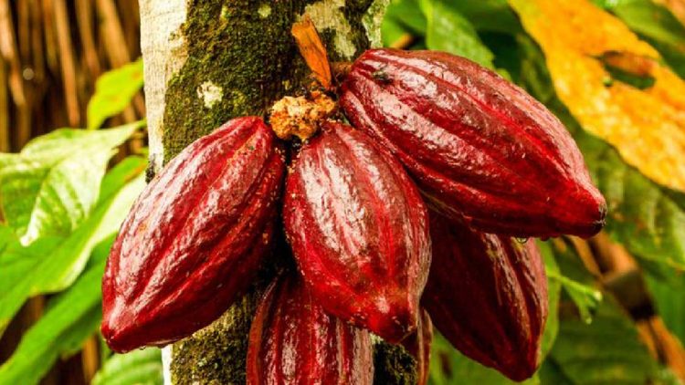 Jembrana Salurkan Pinjaman Daerah Rp3,4 M untuk Koperasi Kakao dan KUD