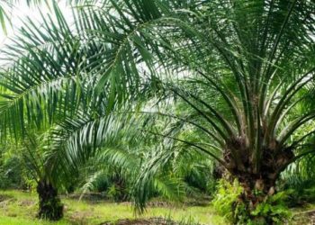 Seluma Jadi Percontohan Pertanian Sawit Berkelanjutan Siap Gandeng Arkonesia dan Pemerintah Belanda