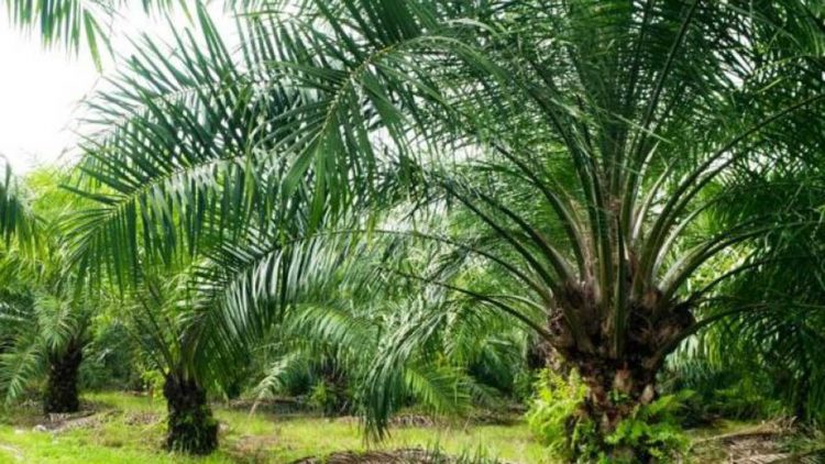 Seluma Jadi Percontohan Pertanian Sawit Berkelanjutan Siap Gandeng Arkonesia dan Pemerintah Belanda