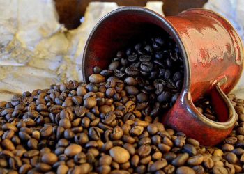 Bukit Asam Dukung Pengembangan Kopi Robusta di Sawahlunto