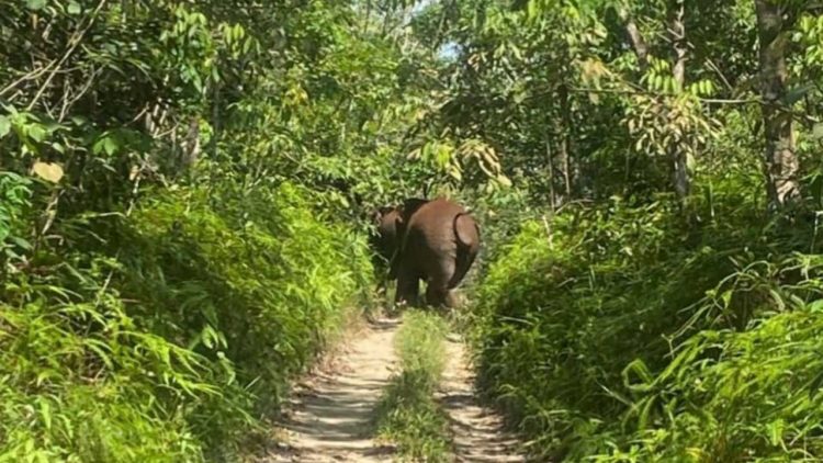 Gajah Liar Masuki Perkebunan Warga, BBKSDA Riau Turunkan Tim ke Pelalawan