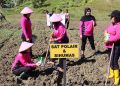 Bhayangkari Sarmi Dukung Program Ketahanan Pangan dengan Sulap Lahan Kosong jadi Kebun Jagung