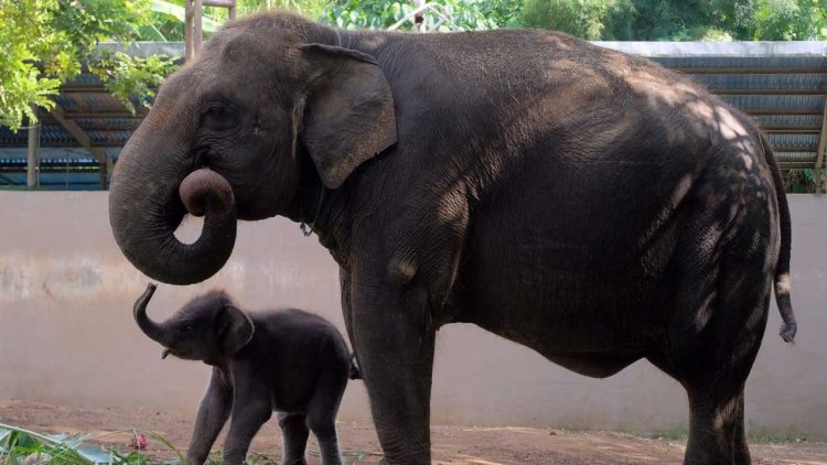 FKGI Desak Aksi Nyata untuk Selamatkan Habitat Gajah di Tesso Nilo