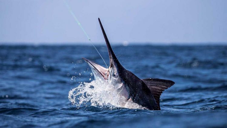Musim Tangkap Ikan Blue Marlin Dimulai di Lampung Pesisir Barat