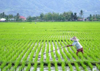 Kini Petani Sergai bisa Panen Dua Kali Setahun dengan Program Oplah