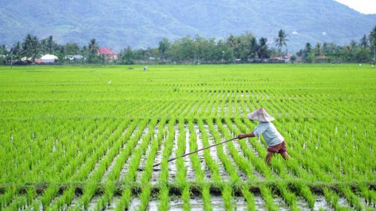 Kini Petani Sergai bisa Panen Dua Kali Setahun dengan Program Oplah