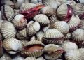 Wakil Bupati Asahan Tabur Benih Kerang Dara di Silo Baru