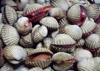 Wakil Bupati Asahan Tabur Benih Kerang Dara di Silo Baru