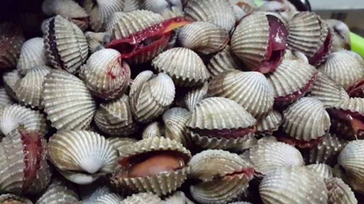Wakil Bupati Asahan Tabur Benih Kerang Dara di Silo Baru
