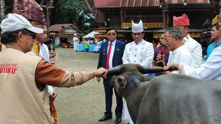 Sumbangan Kerbau Untuk Gereja Pangala Wujud Kepedulian IKAT Kaltim