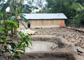 PT Bukit Asam Dorong Kemandirian Ekonomi Warga Lewat Budidaya Itik Petelur