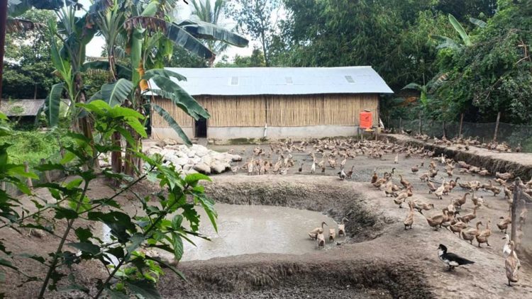 PT Bukit Asam Dorong Kemandirian Ekonomi Warga Lewat Budidaya Itik Petelur