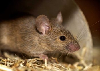 Karawang Waspadai Leptospirosis Pasca Banjir