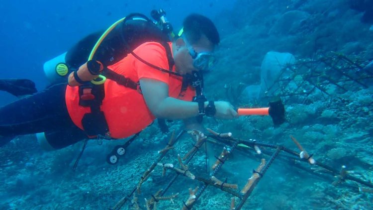 SIER Restorasi Terumbu Karang di Nusa Penida Dukung Pelestarian Laut dan SDGs
