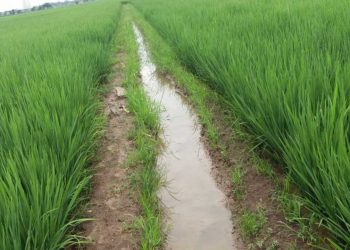 Pemerintah Kucurkan Rp32 Miliar untuk Rehabilitasi Irigasi Air Manjunto di Mukomuko