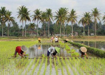 DPRD Jatim Desak Pemerintah Hentikan Penyusutan Lahan Pertanian