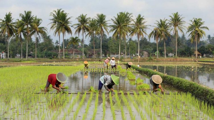 DPRD Jatim Desak Pemerintah Hentikan Penyusutan Lahan Pertanian
