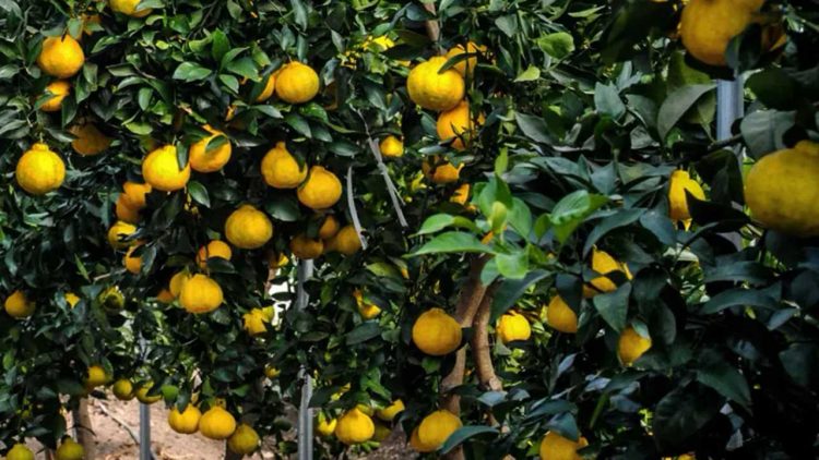 Kebun Jeruk Jepang Jadi Oase Hijau di Tengah Industri Gresik