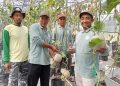 Wisata Petik Melon di Kembaran Jadi Daya Tarik Baru Wonosobo