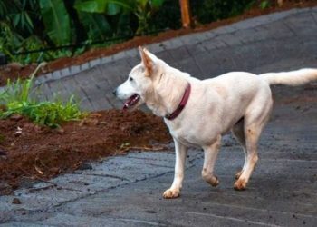 Bali Perkuat Langkah Menuju Bebas Rabies