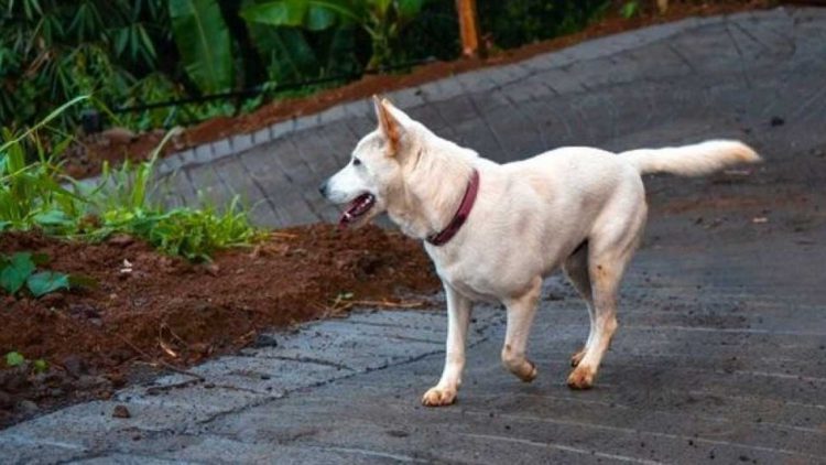 Bali Perkuat Langkah Menuju Bebas Rabies