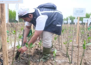 ASDP Tancap Gas Dekarbonisasi Lewat Aksi Hijau Tanam Pohon dan Reverse Vending Machine