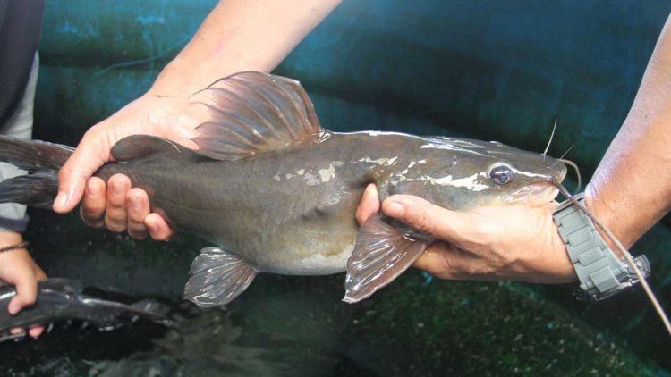 Panen Ikan Baung Wujud Kolaborasi PT Arara Abadi dan BRIN untuk Masyarakat Sakai