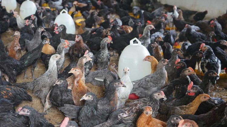 BUMKam Warga Makmur Jaya Sukses Kelola Peternakan Ayam Petelur di Tulang Bawang