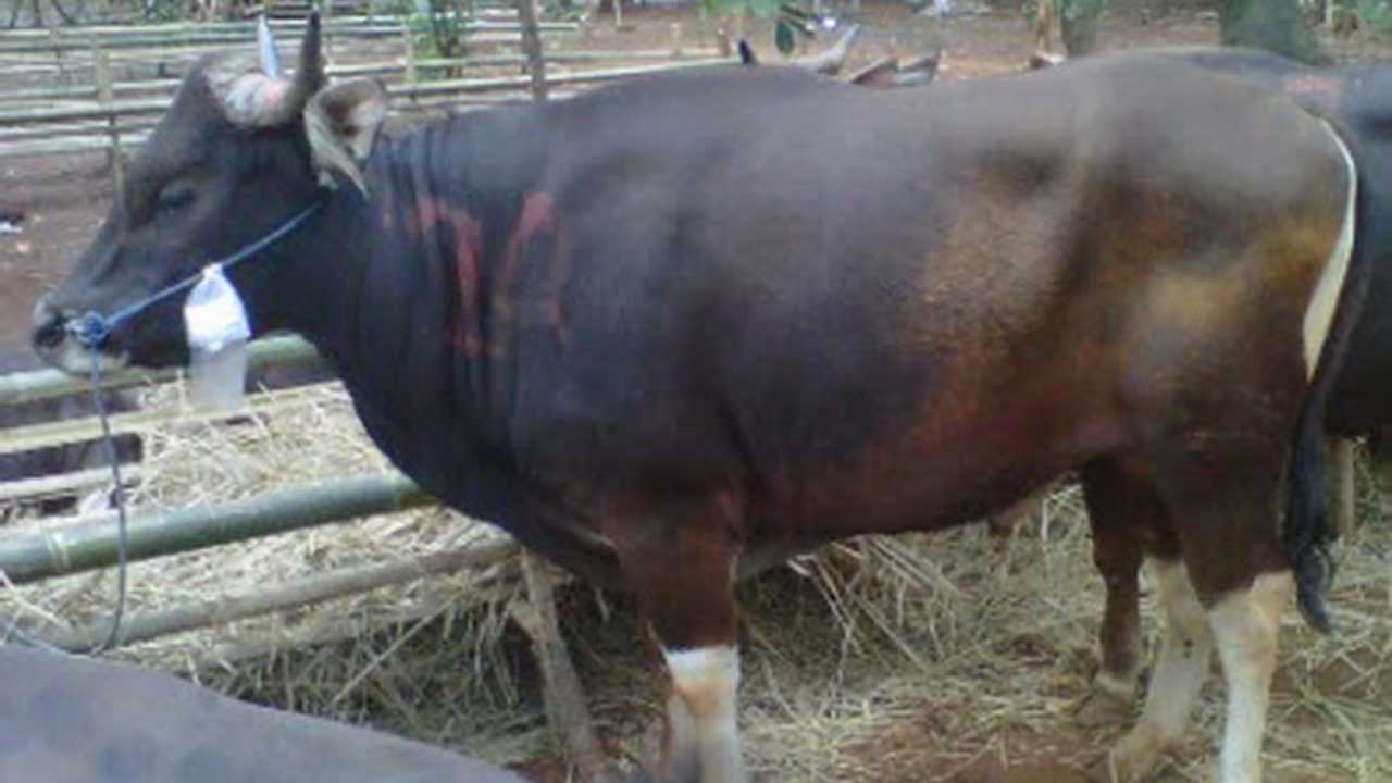Revitalisasi Genetik Sapi Bali hasil kolaborasi PT Smelting dan TSI ...
