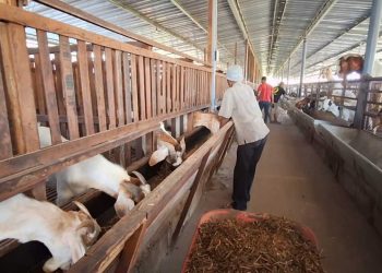 Peternakan Mojokerto Kembangkan Kambing Impor Afrika Dan Australia