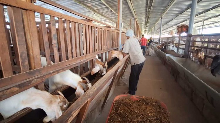 Peternakan Mojokerto Kembangkan Kambing Impor Afrika Dan Australia