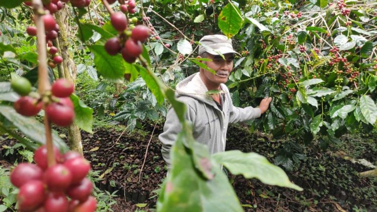 Petani Kopi Pajahan Didorong Terapkan Ekonomi Sirkular untuk Kelestarian dan Nilai Tambah