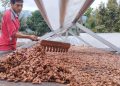 Kakao Aceh Tenggara Masuk 50 Besar Dunia di Cacao of Excellence 2025